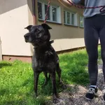 Znaleziono psa, Świdnica, 24 czerwca 2023