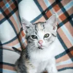 Kot do adopcji, Rzeszów, 24 czerwca 2023
