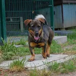 Pies do adopcji, Bydgoszcz, 24 czerwca 2023