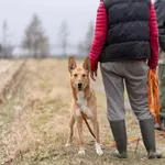 Pies do adopcji, Warszawa, 13 kwietnia 2018