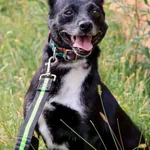 Pies do adopcji, Grudziądz, 14 czerwca 2023