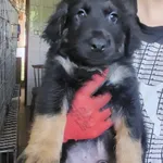 Pies do adopcji, Orzechowce, 26 czerwca 2023