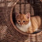 Kot do adopcji, Orzechowce, 26 czerwca 2023