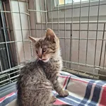 Kot do adopcji, Orzechowce, 27 czerwca 2023