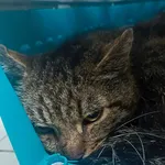 Znaleziono kota, Lublin, 28 czerwca 2023