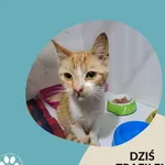 Znaleziono kota, Dąbrówka, 27 czerwca 2023