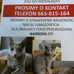 Zaginął kot, Warszawa, 28 czerwca 2023