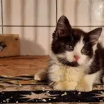 Kot do adopcji, Orzechowce, 26 czerwca 2023