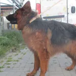 Znaleziono psa, Gdańsk, 29 czerwca 2023