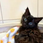 Kot do adopcji, Piła, 7 maja 2023