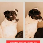 Kropek 616093900529423