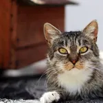 Kot do adopcji, Dłużyna Górna, 29 czerwca 2023