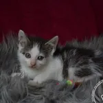 Kot do adopcji, Chełmek, 19 maja 2023