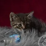 Kot do adopcji, Chełmek, 19 maja 2023