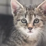 Kot do adopcji, Zielona Góra, 30 czerwca 2023