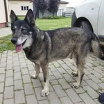 Znaleziono psa, Świdnica, 30 czerwca 2023