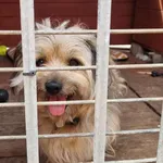 Pies do adopcji, Gorzów Wielkopolski, 28 czerwca 2023