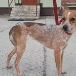 Znaleziono psa, Pieckowo, 30 czerwca 2023