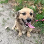Pies do adopcji, Starogard Gdański, 30 czerwca 2023