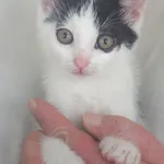 Kot do adopcji, Zielona Góra, 1 lipca 2023