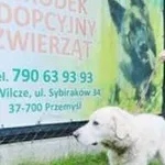 Znaleziono psa, Przemyśl, 30 czerwca 2023