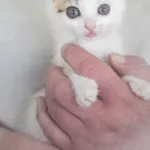 Kot do adopcji, Zielona Góra, 1 lipca 2023