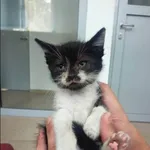 Kot do adopcji, Grudziądz, 1 lipca 2023