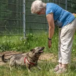 Pies do adopcji, Sopot, 2 lipca 2023