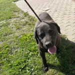 Znaleziono psa, Świdnica, 2 lipca 2023
