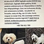 Zaginął pies, Łódź, 3 lipca 2023