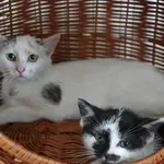 Kot do adopcji, Racławice, 1 lipca 2023