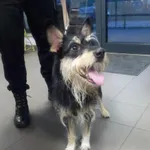 Znaleziono psa, Bydgoszcz, 30 czerwca 2023