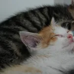 Kot do adopcji, Racławice, 29 czerwca 2023