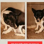 Pies do adopcji, Czartki, 3 lipca 2023