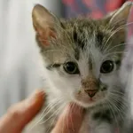 Kot do adopcji, Wałbrzych, 16 czerwca 2023