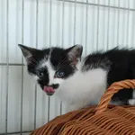 Kot do adopcji, Racławice, 30 czerwca 2023