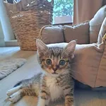 Kot do adopcji, Piła, 6 czerwca 2023