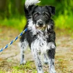 Pies do adopcji, Elbląg, 1 czerwca 2023