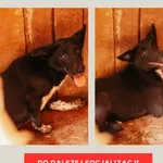 Pies do adopcji, Czartki, 3 lipca 2023