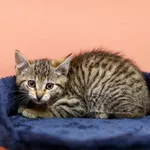 Kot do adopcji, Elbląg, 20 czerwca 2023