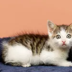 Kot do adopcji, Elbląg, 29 czerwca 2023