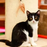 Kot do adopcji, Elbląg, 26 czerwca 2023