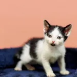 Kot do adopcji, Elbląg, 17 czerwca 2023