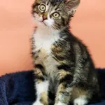 Kot do adopcji, Elbląg, 24 czerwca 2023