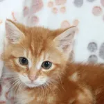 Kot do adopcji, Nowy Dwór Mazowiecki, 29 czerwca 2023