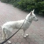 Znaleziono psa, Toruń, 2 lipca 2023