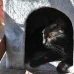 Kot do adopcji, Nowy Dwór Mazowiecki, 29 czerwca 2023