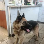 Znaleziono psa, Toruń, 30 czerwca 2023