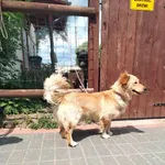 Pies do adopcji, Młodolino, 4 lipca 2023
