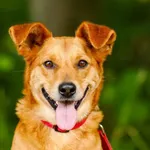 Pies do adopcji, Elbląg, 18 maja 2023